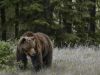 Wildlife Tour with Discover Banff Tours
